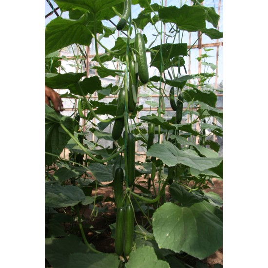 E-Z 2003 F1 Hıyar Fidesi