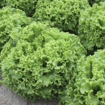 Garone F1 Kıvırıcık Marul Fidesi