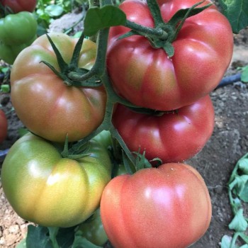 Gülköy F1 Domates Fidesi