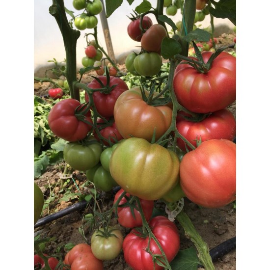 Gülköy F1 Domates Fidesi