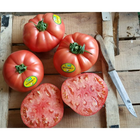 Gülpembe F1 Pembe Domates Fidesi