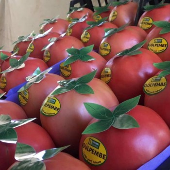 Aşılı Gül Pembe F1 Domates Fidesi