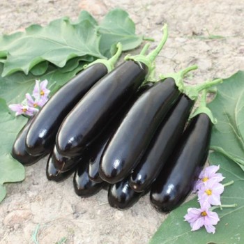 Karabey F1 Patlıcan Fidesi