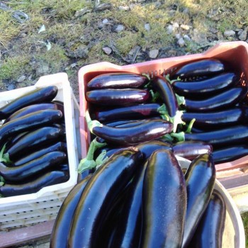 Karabey F1 Patlıcan Fidesi