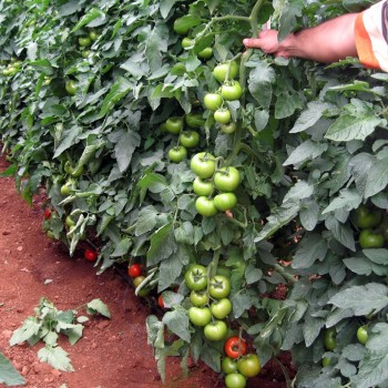 Kardelen F1 Sırık Domates Fidesi 