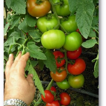 Kardelen F1 Sırık Domates Fidesi 