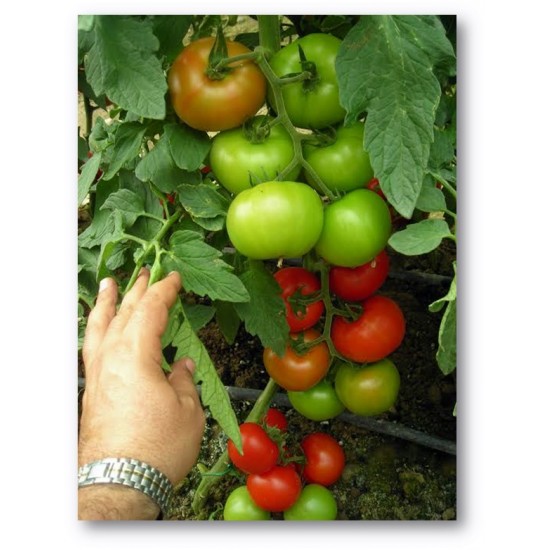 Kardelen F1 Sırık Domates Fidesi 