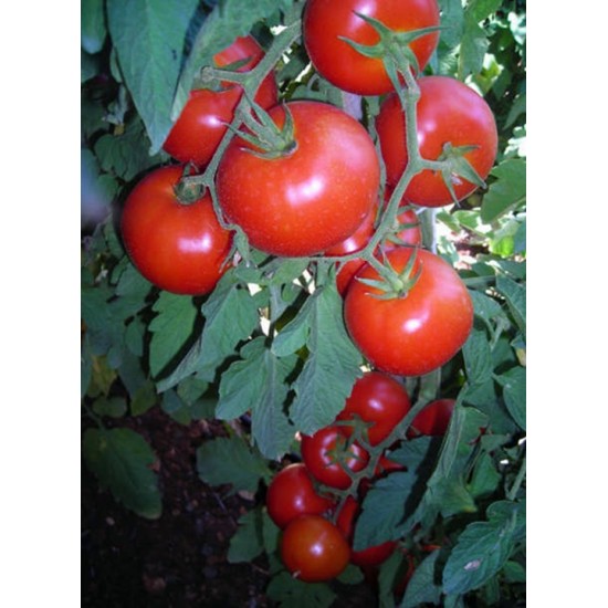 Kardelen F1 Sırık Domates Fidesi 
