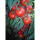 Kardelen F1 Sırık Domates Fidesi 