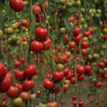 Kızılkaya F1 Domates Fidesi