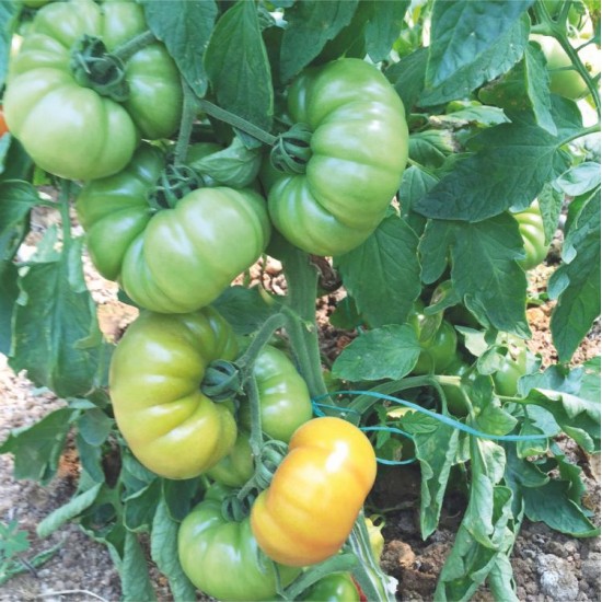 Lapçin F1 Köy Domates Fidesi