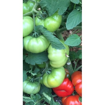 Lapçin F1 Köy Domates Fidesi