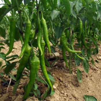 Lodos F1 Tatlı Sivri Biber Fidesi 