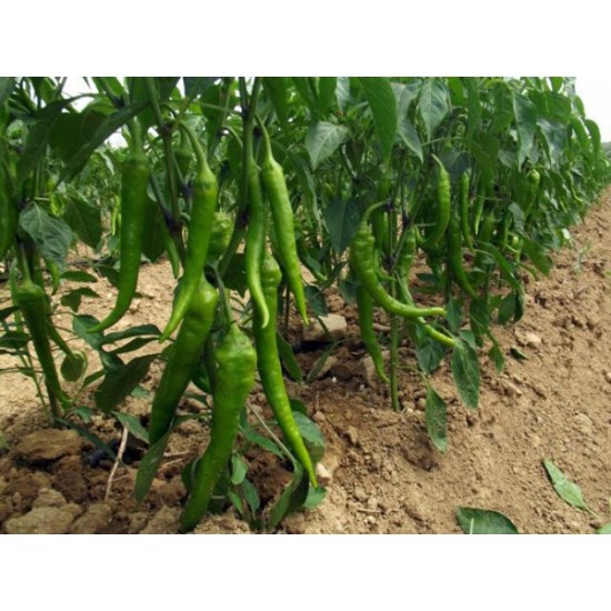 Lodos F1 Tatlı Sivri Biber Fidesi 