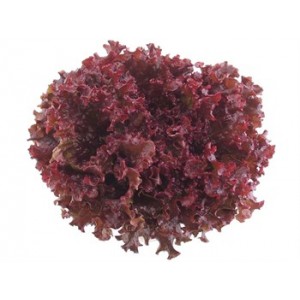 Giardina Kırmızı Kıvırcık Marul Fidesi (Akdeniz Yeşilliği)