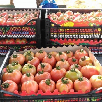  A-Z 12 Neslişah F1 Oturak Pembe Domates Fidesi