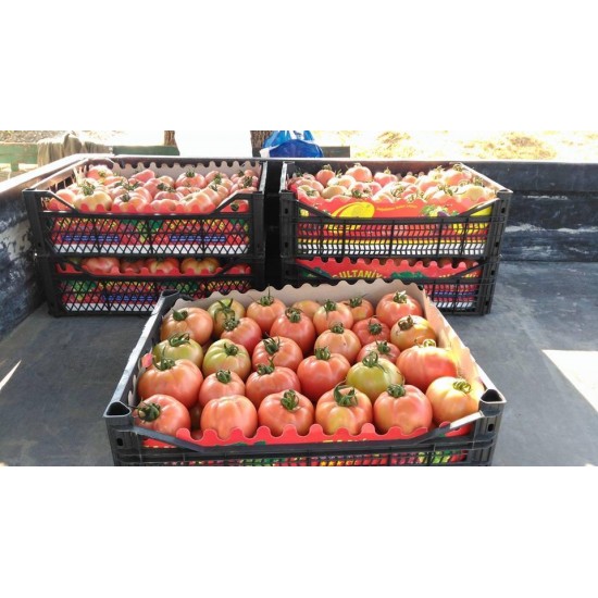 A-Z 12 Neslişah F1 Oturak Pembe Domates Fidesi