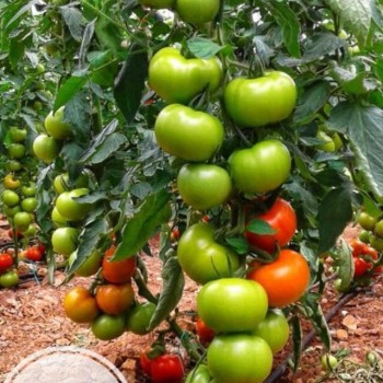 Nurdan F1 Sırık Domates Fidesi