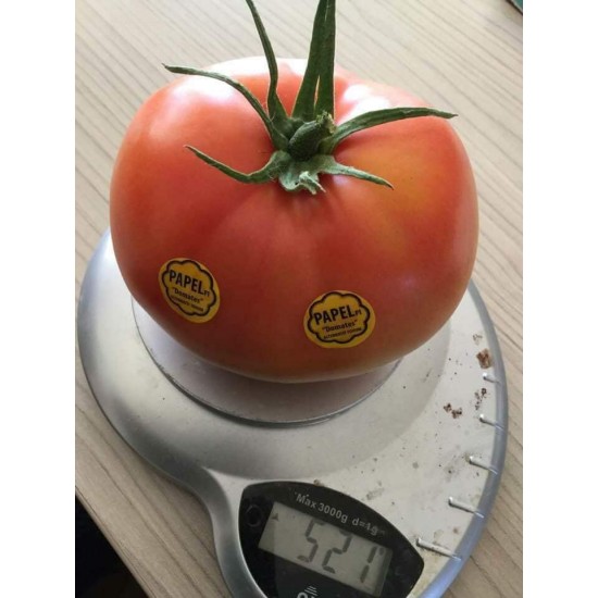 Papel F1 Pembe Domates Fidesi