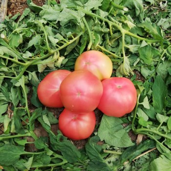 Papel F1 Pembe Domates Fidesi