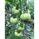Pembe Köy F1 Domates Fidesi
