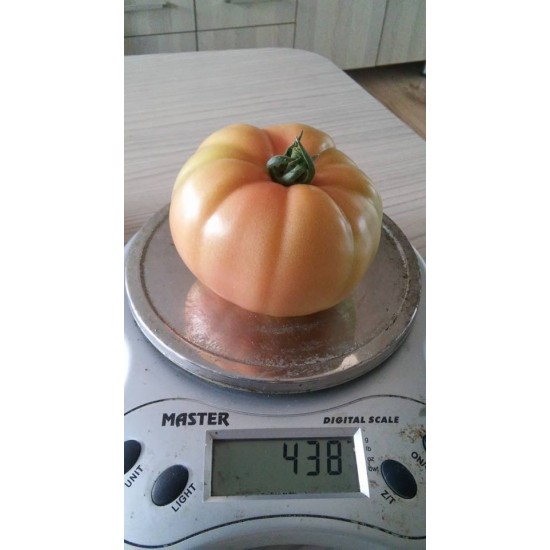 Pembematik f1 Pembe Domates Fidesi