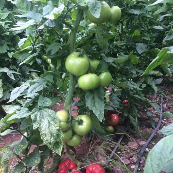 Pembematik f1 Pembe Domates Fidesi