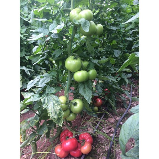 Pembematik f1 Pembe Domates Fidesi