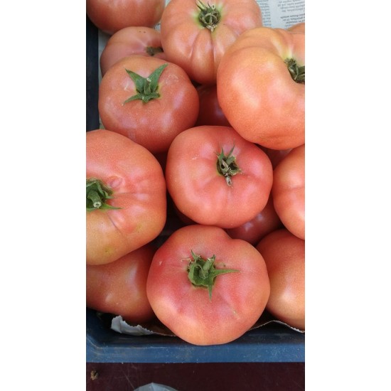 Pembematik f1 Pembe Domates Fidesi