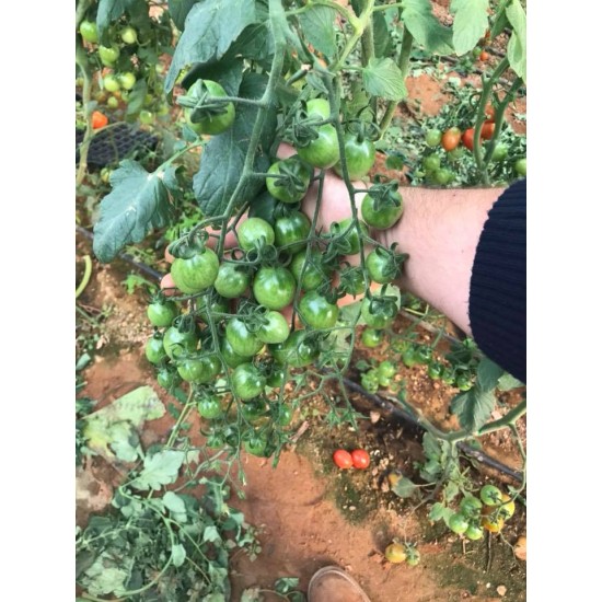 Sembol F1 Kokteyl Sırık Domates Fidesi 