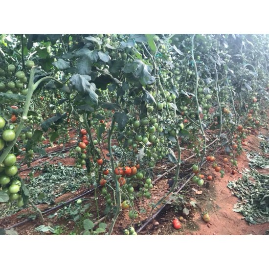 Sembol F1 Kokteyl Sırık Domates Fidesi 