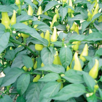 Standart Biberiye Top Cin Biber Fidesi