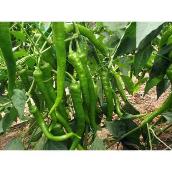 Standart Demre Sivri Biber Fidesi