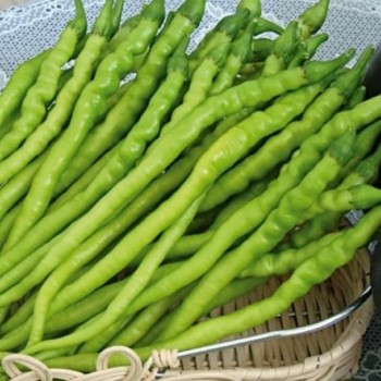 Standart Tatlı Kıl Biber Fidesi 