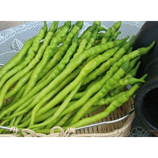 Standart Tatlı Kıl Biber Fidesi 