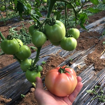 Verda F1 Pembe Domates Fidesi