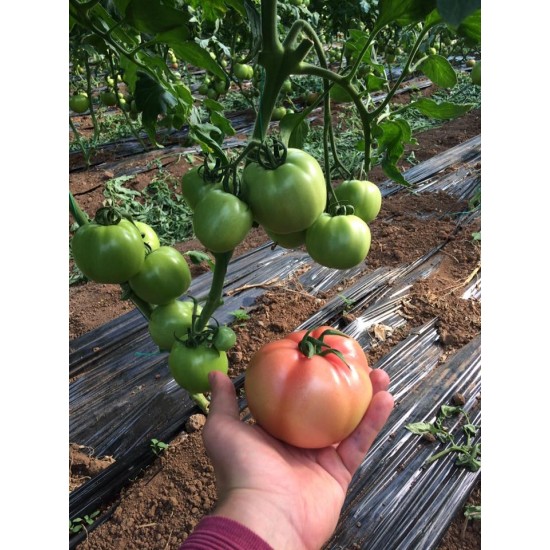 Verda F1 Pembe Domates Fidesi