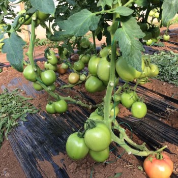 Verda F1 Pembe Domates Fidesi