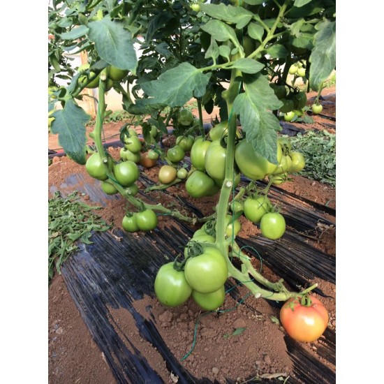 Verda F1 Pembe Domates Fidesi