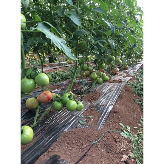 Verda F1 Pembe Domates Fidesi