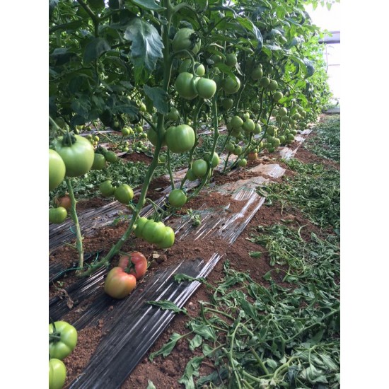 Verda F1 Pembe Domates Fidesi