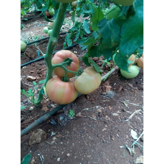 Verda F1 Pembe Domates Fidesi