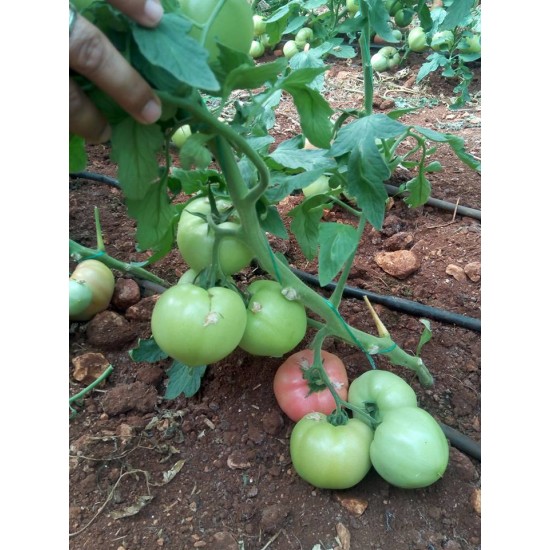 Verda F1 Pembe Domates Fidesi