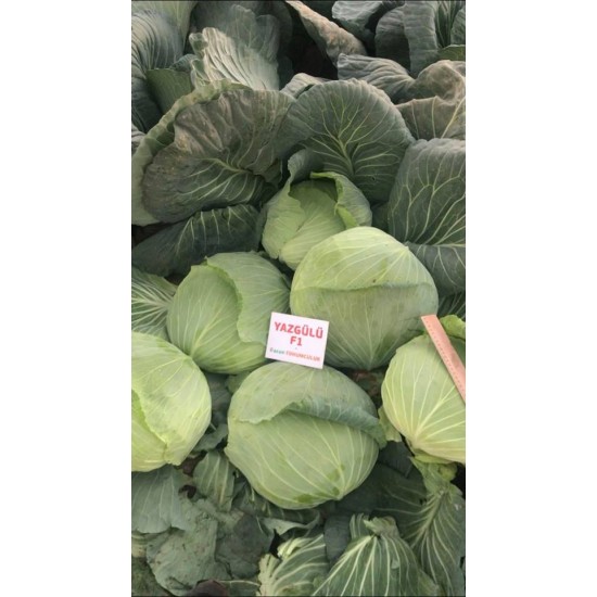 Yazgülü F1  Lahana Fidesi 