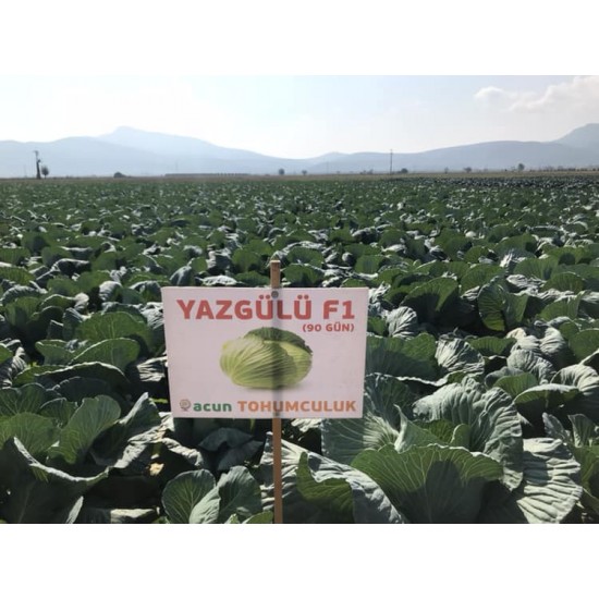 Yazgülü F1  Lahana Fidesi 