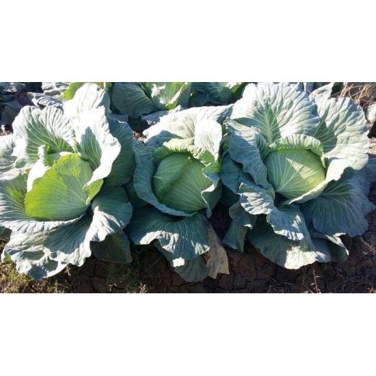 Yazgülü F1  Lahana Fidesi 