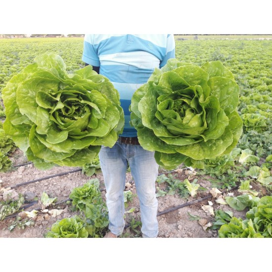 Yedikule Düz Marul Fidesi