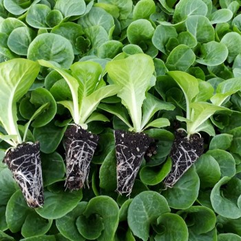 Yedikule Düz Marul Fidesi