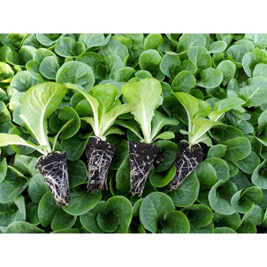 Yedikule Düz Marul Fidesi