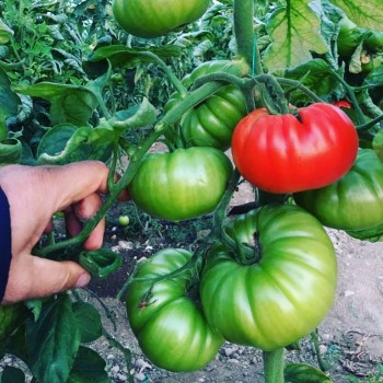 AZ Yıldızköy F1 Domates Tohumu